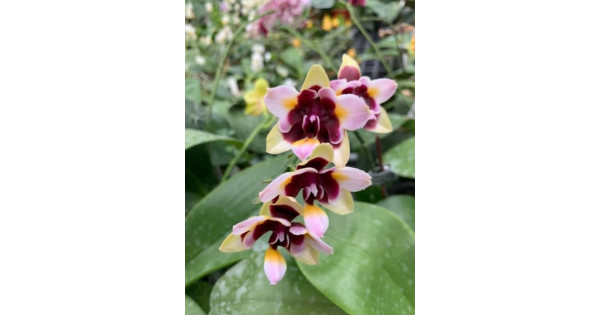 Орхидея Phal. Yaphon Star Diamond 6601 бабочка 1,7 - купить